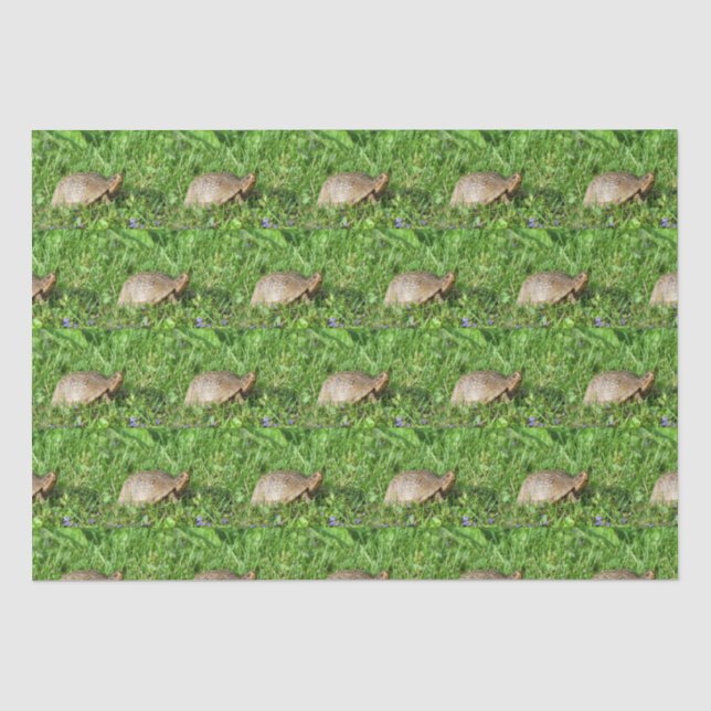 Papel De Seda Box Turtle (Anverso)