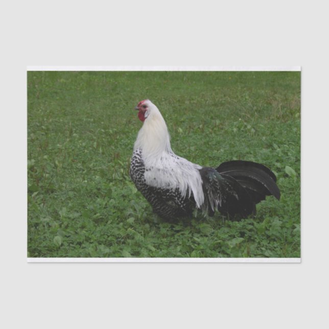 Papel De Seda Brakel Hahn (Anverso)