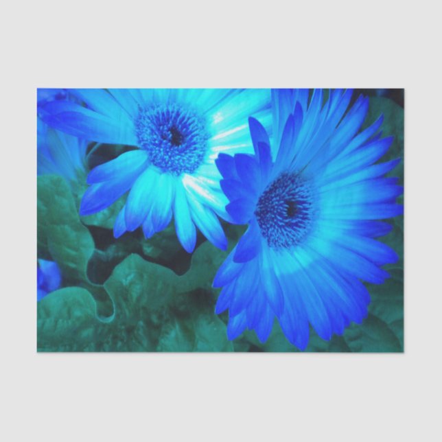 Papel De Seda Brillantes Daisies Azules (Anverso)