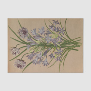Papel De Seda Brodiea Congesta de Arentina Hendrica Arendsen