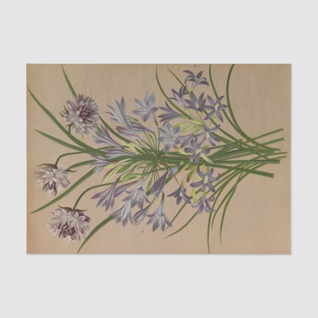 Papel De Seda Brodiea Congesta de Arentina Hendrica Arendsen (Anverso)