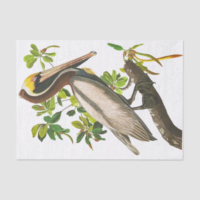Papel De Seda Brown Pelican de John James Audubon (Anverso)
