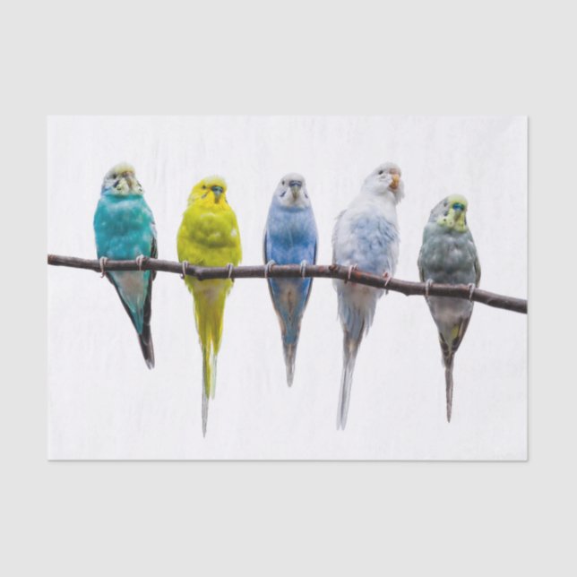 Papel De Seda Budgies (Anverso)