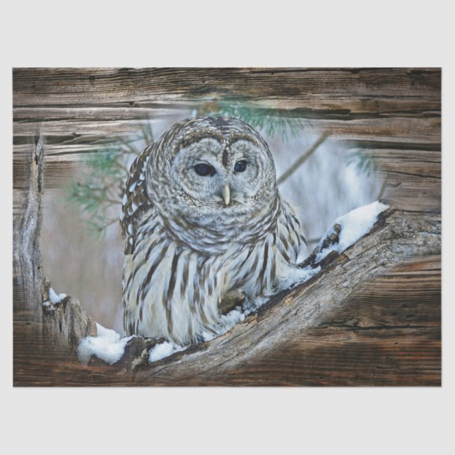 Papel De Seda Búho (Anverso)