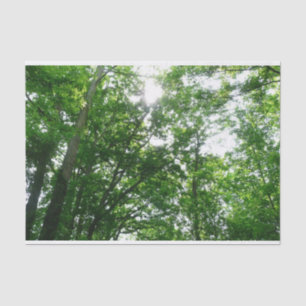 Papel De Seda Buscando árboles de verano