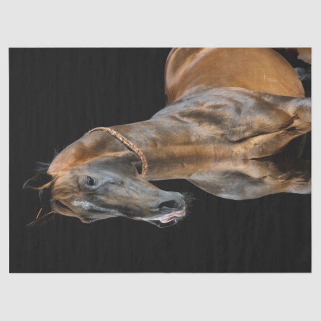 Papel De Seda Caballo Akhal-Teke (Anverso)