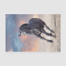 Caballo friesiano negro