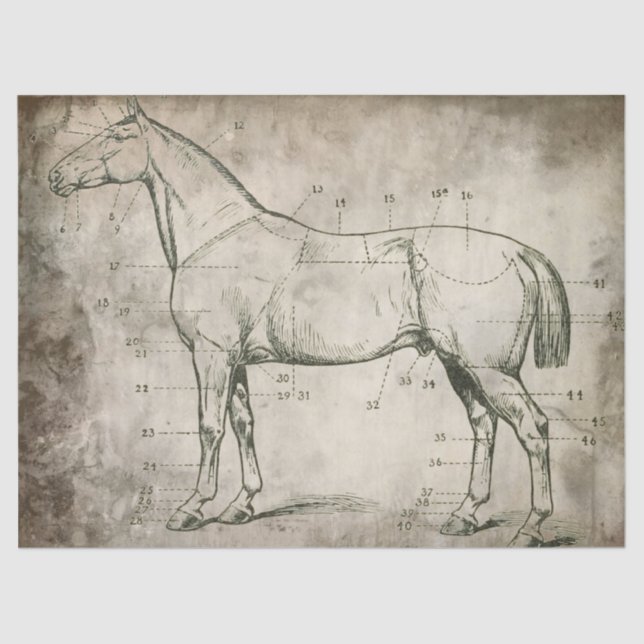 Papel De Seda Caballo numerado (Anverso)