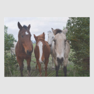 Papel De Seda Cabello Frisky: Deliciosos Problemas Caballos,