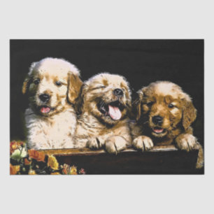Papel De Seda Cachorros de Golden Retriever