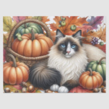 Calabazas de Otoño Hojas de Otoño Gato Ragdoll