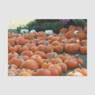 Papel De Seda Calabazas y crisantemos Fotografía de la cosecha d
