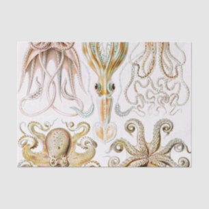 Papel De Seda Calamar del pulpo, Gamochonia por Ernst Haeckel