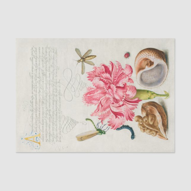 Papel De Seda Caligrafía (clavel, insectos y moluscos marinos)  (Anverso)