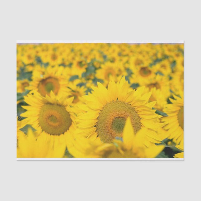 Papel De Seda Campo amarillo de girasoles, fotografía (Anverso)