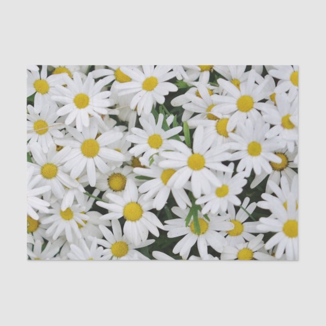 Papel De Seda Campo de Daisies (Anverso)