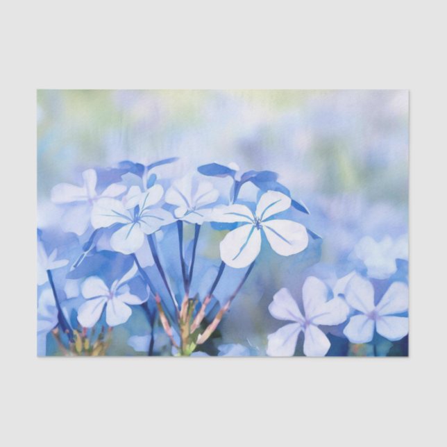 Papel De Seda Campo de flores-Plumbago (D) Acuarela (Anverso)