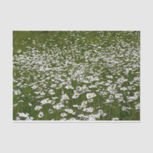 Papel De Seda Campo de flores silvestres de Daisies Alaskan