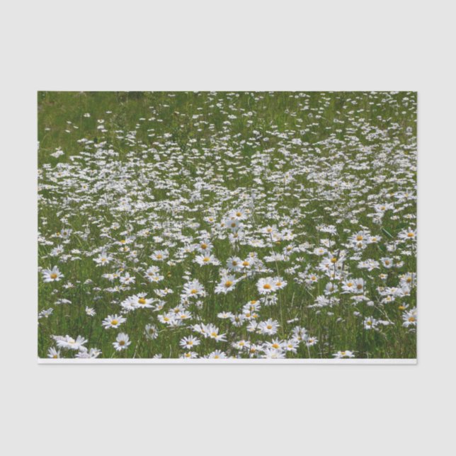 Papel De Seda Campo de flores silvestres de Daisies Alaskan (Anverso)