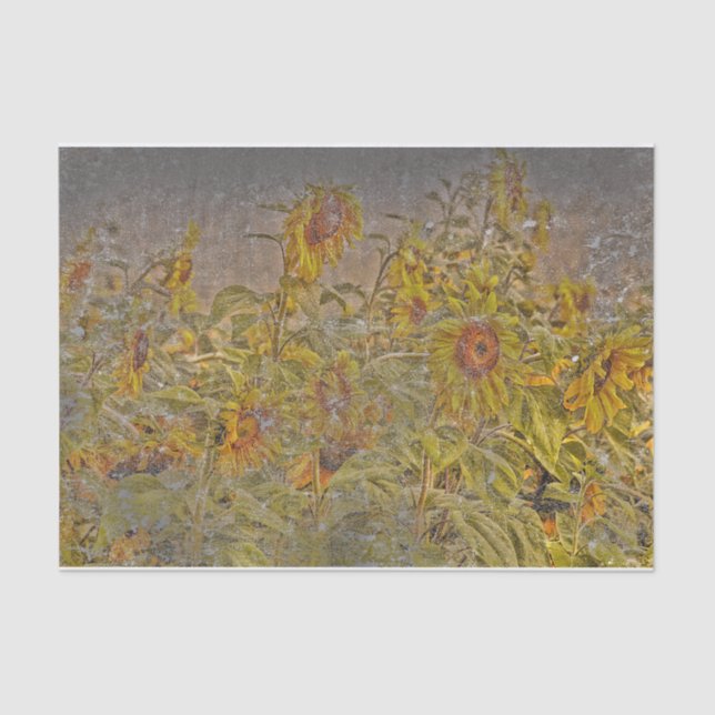 Papel De Seda Campo de girasol blanco brillante amarillo angusti (Anverso)