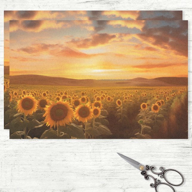 Papel De Seda Campo de girasol en descomposición de la puesta de (Subido por el creador)