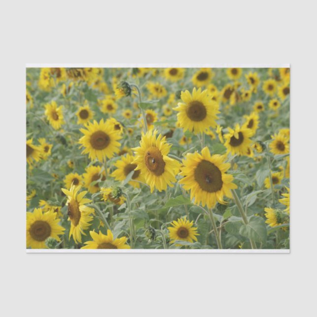 Papel De Seda Campo de girasoles (Anverso)