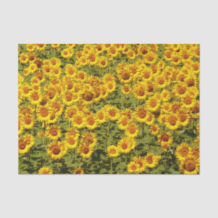Papel De Seda Campo de girasoles
