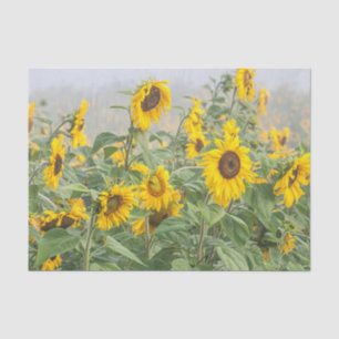 Papel De Seda Campo de girasoles Amarillo Verde Hermoso Decoupag