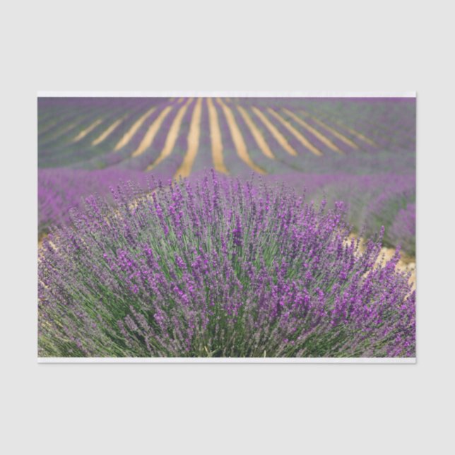 Papel De Seda Campo de lavanda francés (Anverso)