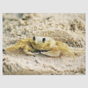 Papel De Seda Cangrejo de la arena, Curaçao, islas caribeñas,