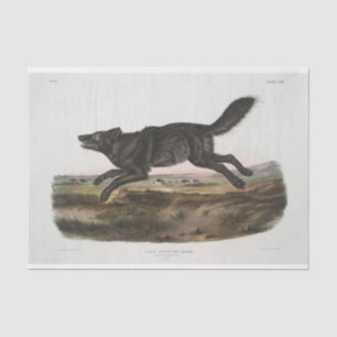 Papel De Seda Canis lupus, Lobo Norteamericano Negro. Hombre. Vi