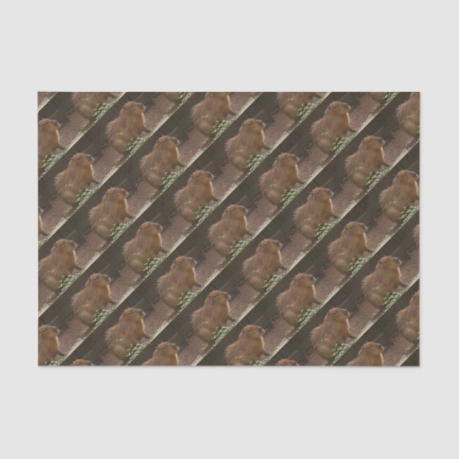 Papel De Seda Capibara (Anverso)