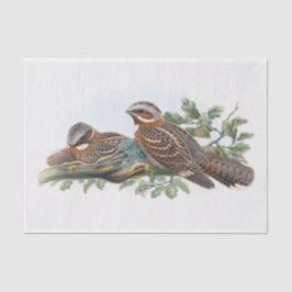 Papel De Seda Caprimulgus Ruficollis, Desaparición