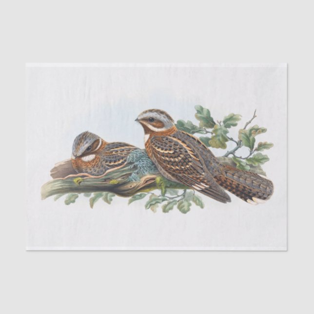 Papel De Seda Caprimulgus Ruficollis, Desaparición (Anverso)