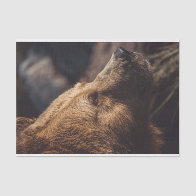 Papel De Seda Cara de oso marrón (Anverso)