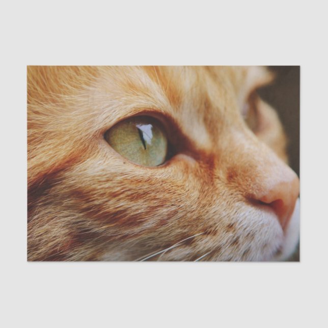 Papel De Seda Cara determinada de un gato jengibre (Anverso)