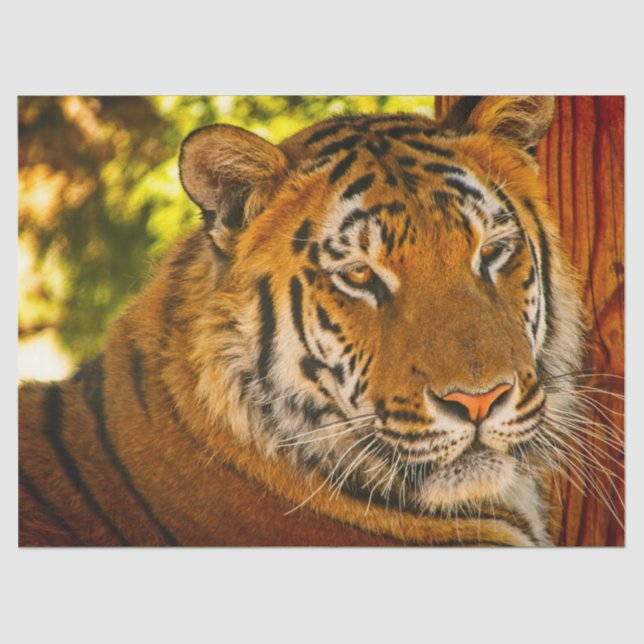 Papel De Seda Cara majestuosa (Anverso)