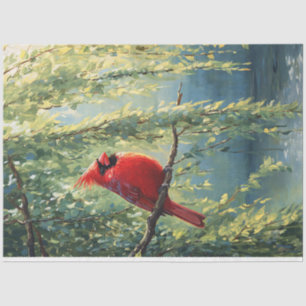 Papel De Seda Cardenal en un desenlace de árbol silvestre