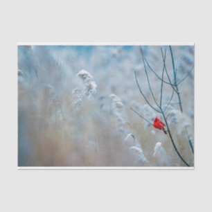 Papel De Seda Cardenal rojo en Navidades de fotografía de natura