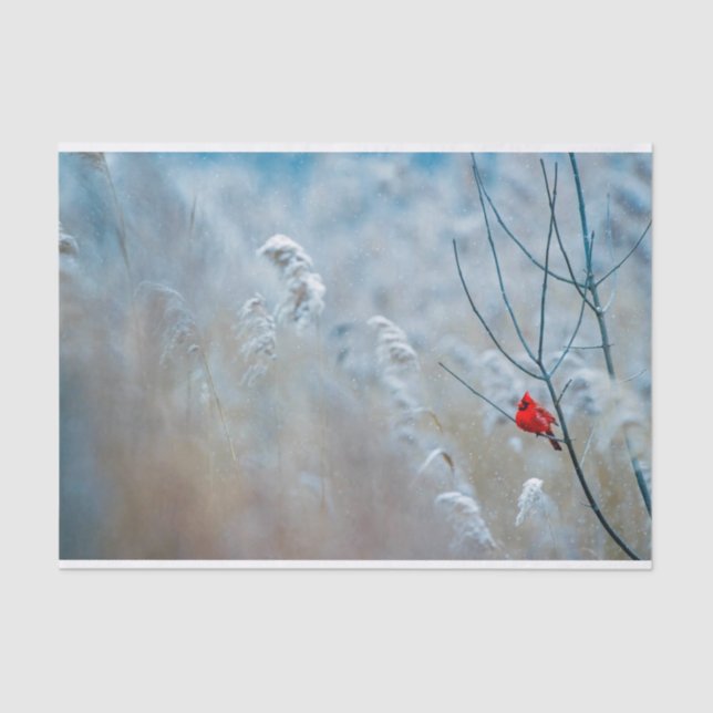 Papel De Seda Cardenal rojo en Navidades de fotografía de natura (Anverso)