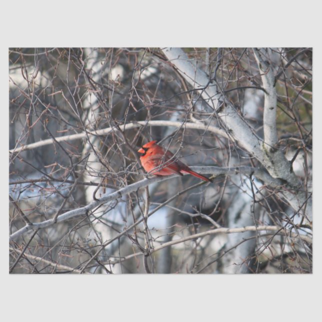 Papel De Seda Cardinal 2926 Tejido (Anverso)