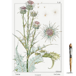 Papel De Seda Cardo, serie de Botánica de Eugene Grasset