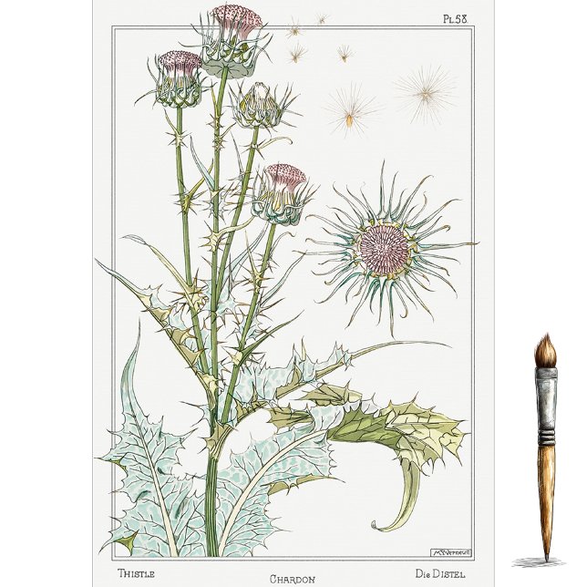 Papel De Seda Cardo, serie de Botánica de Eugene Grasset (Subido por el creador)