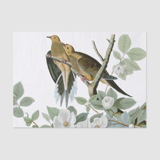 Papel De Seda Carolina Pigeon Audubon Morning Dove (Anverso)