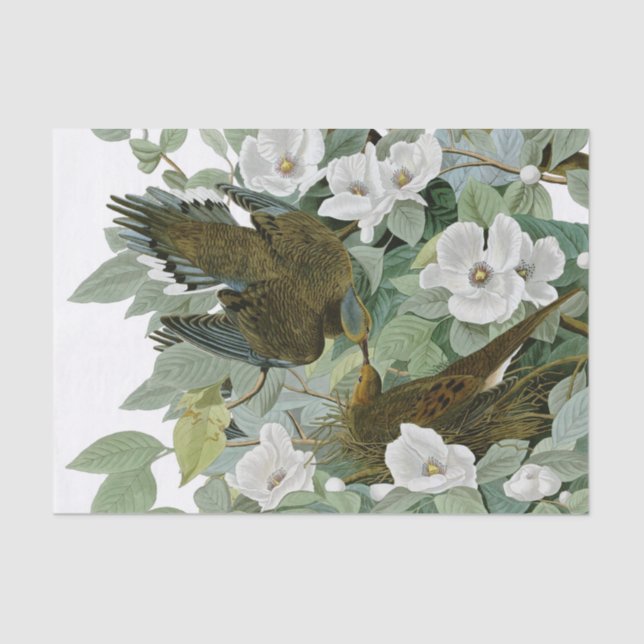 Papel De Seda Carolina Pigeon Audubon Morning Dove (Anverso)