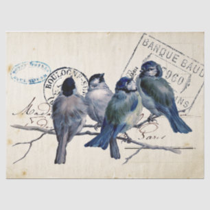 Papel De Seda Carte Postale Blue Bird Chickadee