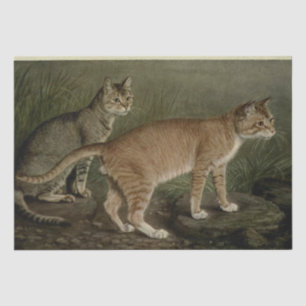 Papel De Seda Cat Ephemera Decoupage Naranja Brown Tabby