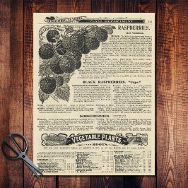 Papel De Seda Catálogo de frambuesas vintage ilustrado anuncio d