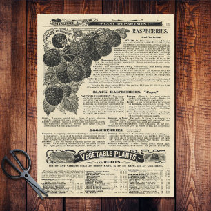 Papel De Seda Catálogo de frambuesas vintage ilustrado anuncio d