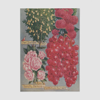 Papel De Seda Catálogo de semillas vintage, rosa Dorothy Perkins
